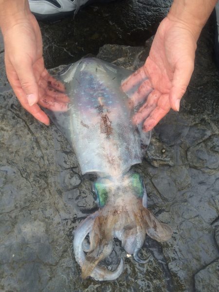 ３kg！気持ち良い引きを楽しみました♪